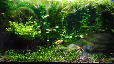 Becken 1614 von Stephan Münker