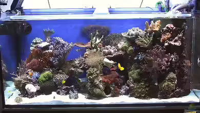 Becken 1615 von Petra Kallmeyer