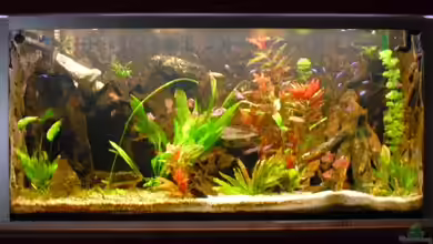 Becken 16226 von FischfanAQ