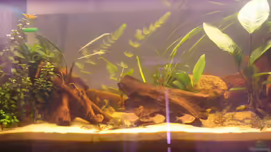 Becken 1625 von Markus Hutterer