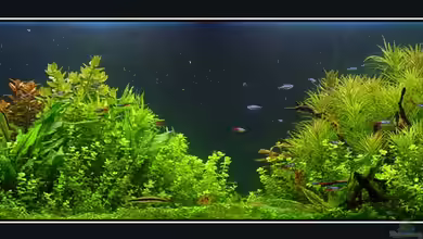 Becken 1627 von Alexander Schilke