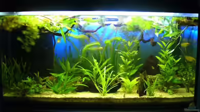 Becken 16353 von Leluka