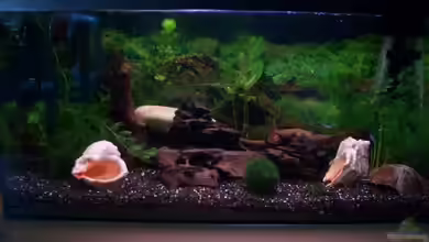 Becken 1636 von Manuela Schmidt & Marc Weise