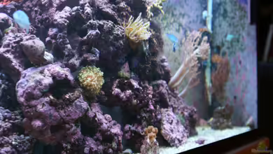 Becken 16420 von Daniel Winkler