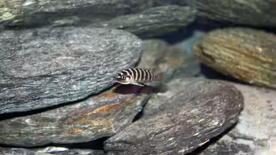 Becken 16460 von Flo1104