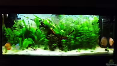 Becken 16462 von Zeljko Jovanovic