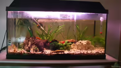 Becken 16485 von AquarianerArmin