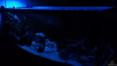 Becken 16502 von Limbo