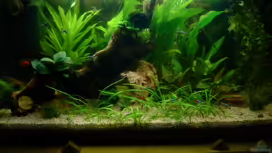 Becken 1654 von Alwin Schuster