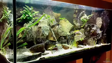 Becken 16563 von Schloe