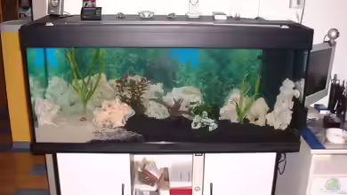 Becken 1658 von Detlef Hasselbach