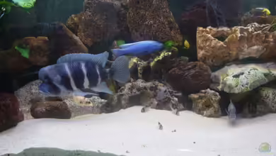 Becken 166 von Sandra Pipper