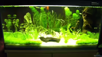 Becken 16608 von Leluka