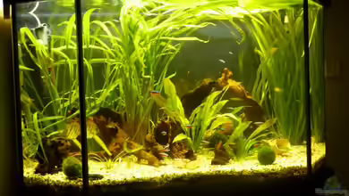 Becken 16650 von Josef Braun