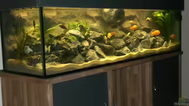 Becken 16651 von Thomas Dietrich