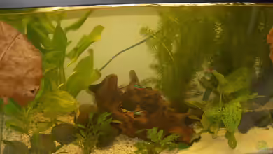 Becken 16693 von fischis EF