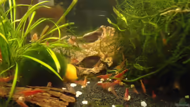 Becken 16732 von manala