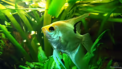 Becken 16752 von manala