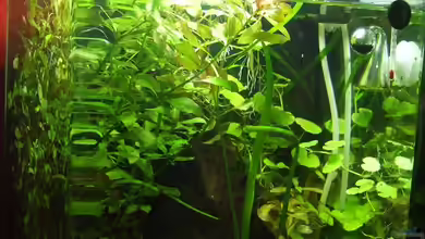 Becken 16778 von Thomas Burger