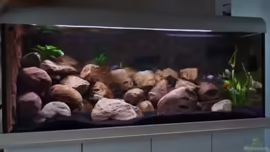 Becken 16807 von Chimbwe