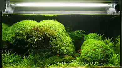 Becken 1681 von Ingrid Jung