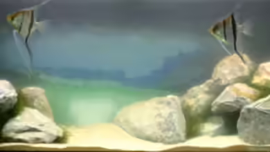 Becken 1684 von Nadine Brinkmann