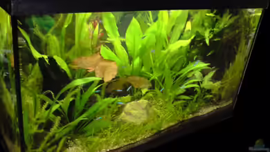 Becken 16855 von Michael Kaltenbach