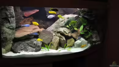 Becken 16908 von Vladi