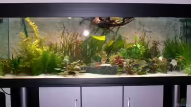 Becken 16959 von SaMo