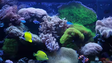 Becken 16967 von Marco Vasev