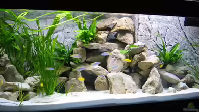 Becken 16980 von Thomas Herbst