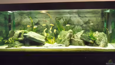 Becken 170 von wissefux