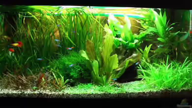 Becken 1705 von Claudia Knops