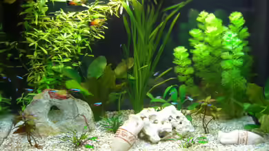 Becken 17065 von u995u