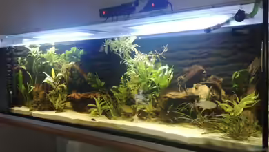 Becken 17075 von skalarvonwels