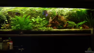 Becken 1708 von Tobias Hans