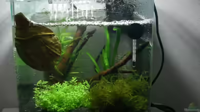 Becken 17099 von AquarianerArmin