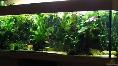 Becken 1710 von Claudia Müller