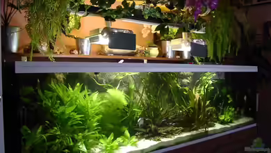 Becken 17109 von Siegfried Wagner