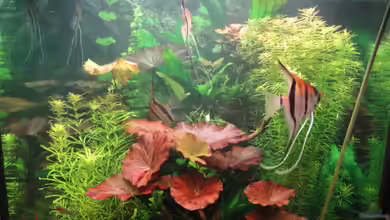 Becken 17137 von Maguma