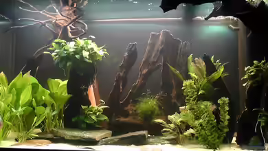 Becken 17206 von Blaubör