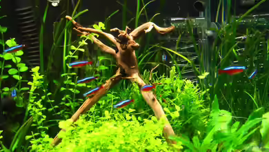 Becken 17261 von AquaTropica CGN