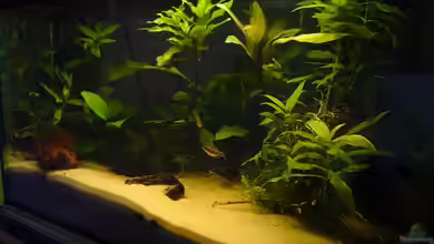 Becken 1733 von Gerd Grau