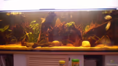 Becken 17364 von Norman Kutzner