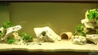 Becken 1742 von André Rautenberg