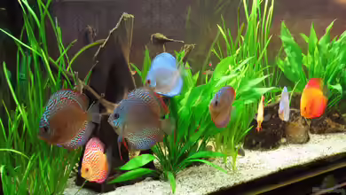 Becken 1743 von Klaus Kastl