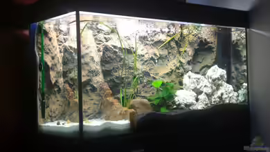 Becken 17446 von Alexandra Themessl