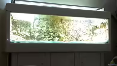 Becken 17453 von Thomas Schuster