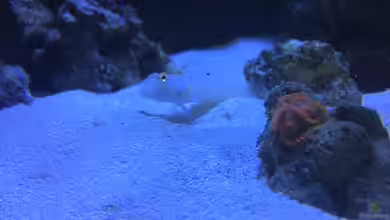 Becken 17455 von Muhitin