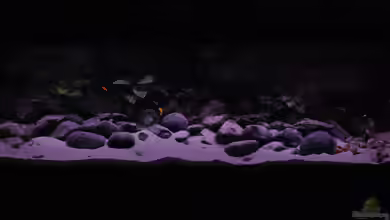 Becken 17495 von Rob Van Der Velde